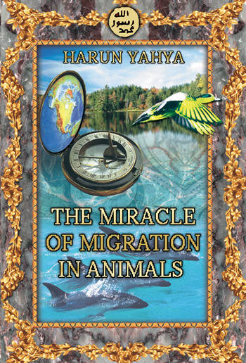 The Miracle Of Migration In Animals